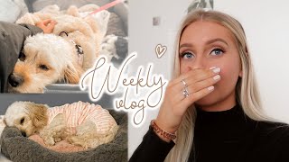 my puppy had surgery  + home bargains & b&m haul // weekly vlog