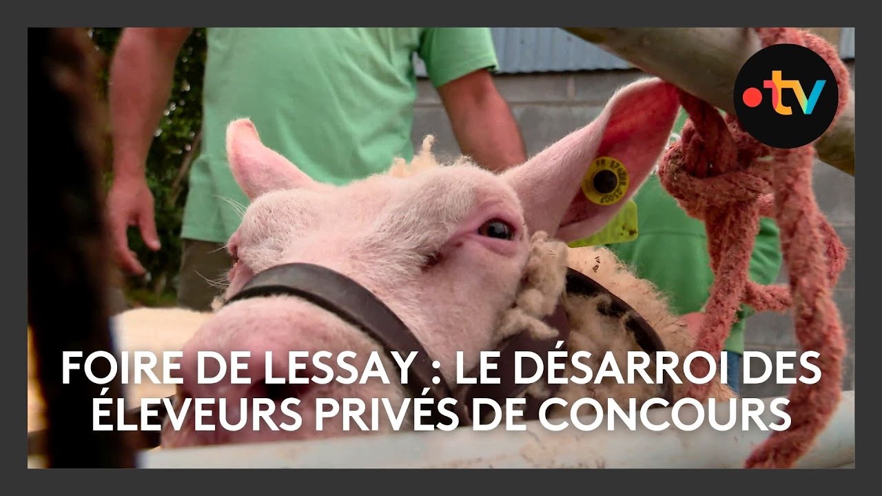 Us Lessay Foire de Lessay : le désarroi des éleveurs privés de concours - YouTube