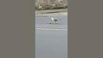 Seagulls 