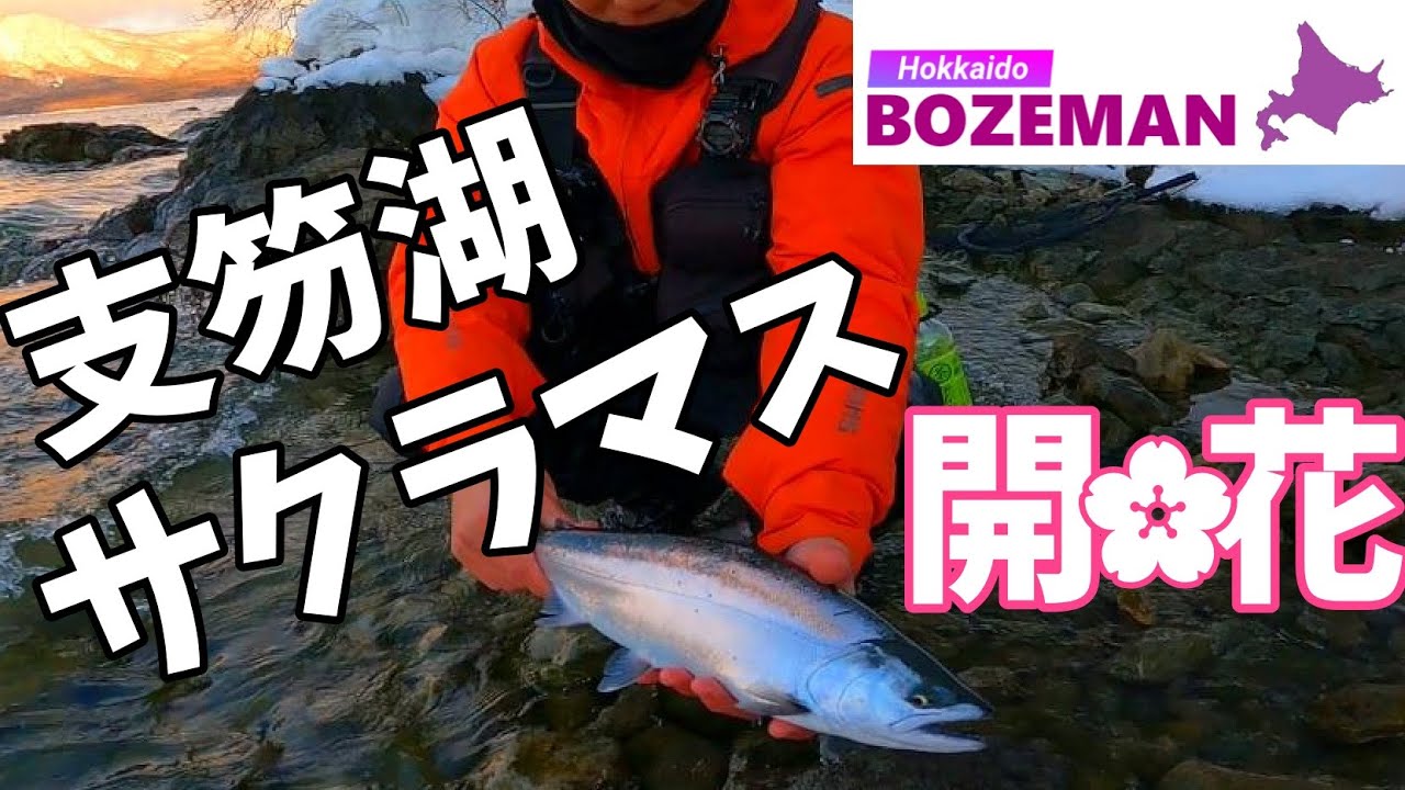 支笏湖サクラマス開花！【北海道釣り】【支笏湖釣り】