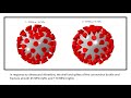 Ultrasound has potential to damage coronaviruses