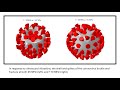 Ultrasound has potential to damage coronaviruses