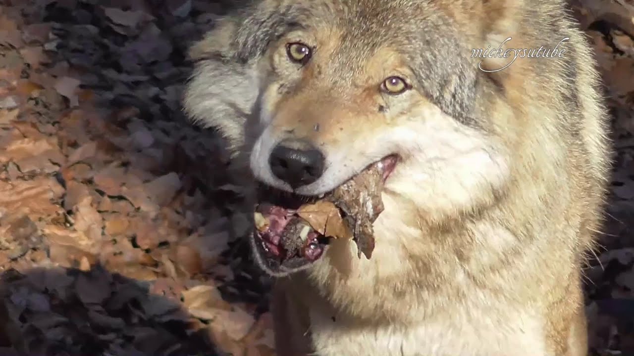 The Wolf That Caught A Bird YouTube