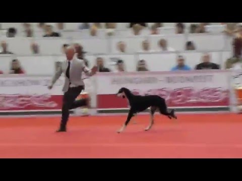 World Dog Show-