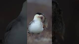 Long tailed Jaeger Tries to Swallow Prey - Minute of Wildlife #birds #wildlife #wildlifevideo
Graphic Content Warning:
A Long-tailed Jaeger tries its best to swallow a Lemming out in the tundra of Nome, Alaska. Long tailed Jaeger Tries to Swallow Prey - Minute of Wildlife #birds #wildlife #wildlifevideo