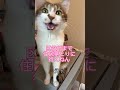【番外編】人間と会話できる猫達#shorts