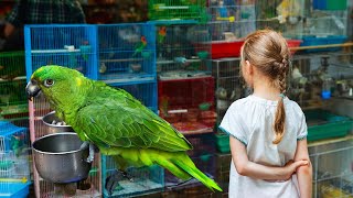 Lalukhet Exotic Parrots Market Latest Video Update