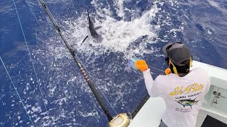 Double marlin spearfish and mahi-mahi Hawaii