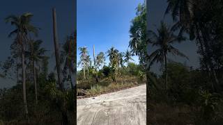 Hương Cau Quê Ngoại_NSND Lệ Thuỷ #tanco #shorts #binhyen