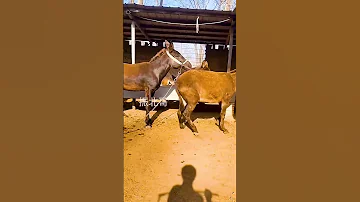 Funniest Donkey Ever Donkey Training The Fun Way 15 