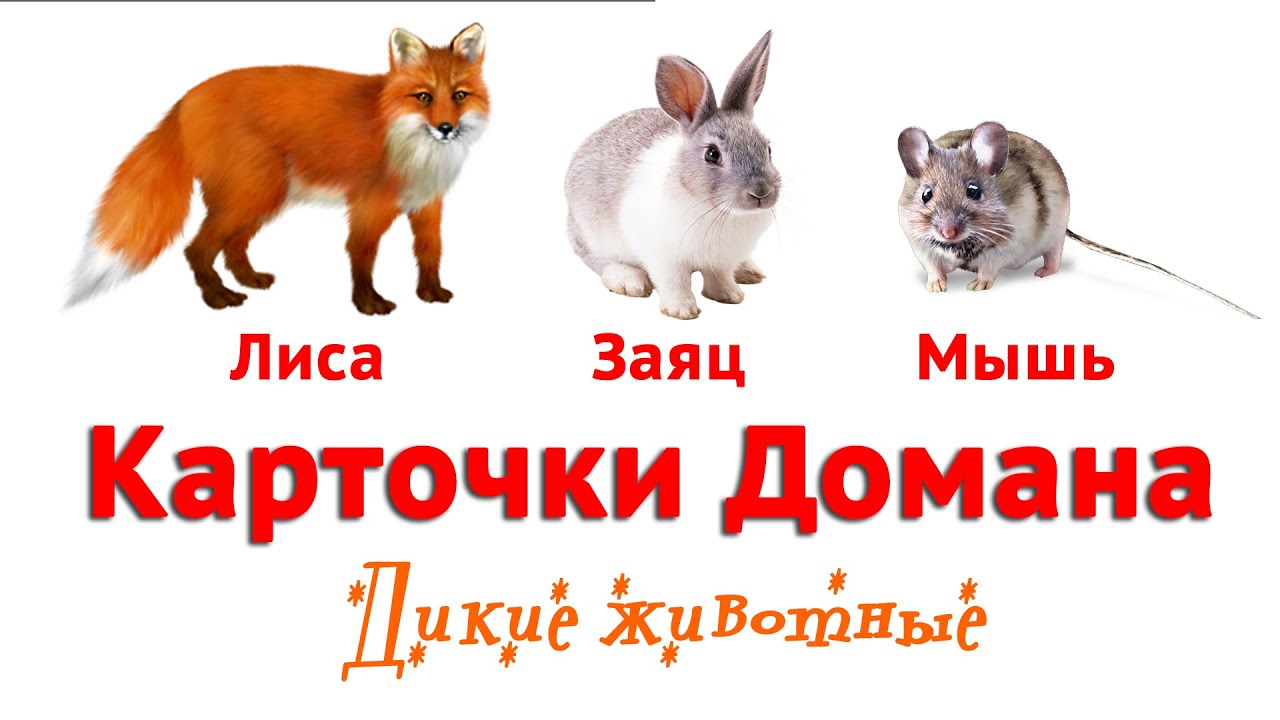 Развивающее видео для детей Карточки Домана Дикие Животные - YouTube