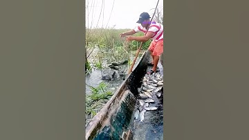 Cá Lớn - bẫy Cá Rô Phi bằng Lồng dễ dàng 😱 #khacthuyvlogg