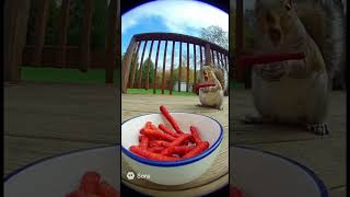 Squirrel taki squirrel 🐿️ #memes #viral #funny #relatable #funnymemes #spookyseason #viralmemes