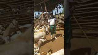 Goats age identification