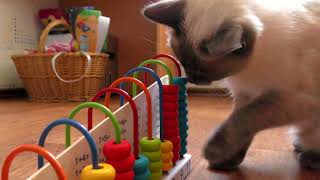 Cat Wants to Learn how to count by CAT for ALL 31 views 3 years ago 47 seconds