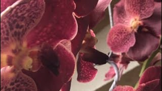 Download Mp3 Vanda propagation shooting out keiki Gudang lagu Download Mp3 Vanda propagation shooting out keiki