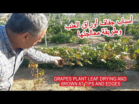 اسباب جفاف باوراق العنب وطريقة معالجتها          