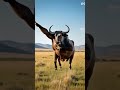 Dance video ai #aivideogenerator #shortvideo