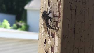 WTF IS THIS!!!!!! Plattsburgh, New York. July 19th, 2018.