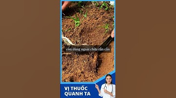 Cây Ké Hoa Đào có tác dụng gì?