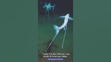 Misteri Laut Dalam | Tripod Fish: Ikan Misterius yang Berdiri di Dasar Laut Dalam #feedshorts