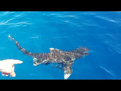 Во время погружения приплыла акула,Египет Красное море