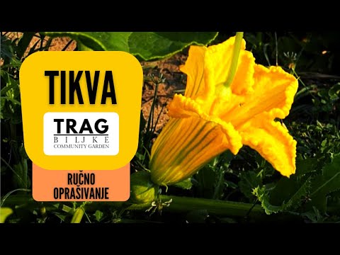 Video: Tikva za ručno oprašivanje: Kako ručno oprašiti biljke tikve