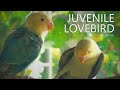 Lovebirds chirps calm sounds two juvenile lovebird  parblue euwing