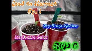 Seed To Harvest S2 Ep.1|Ice Dream Cake GMO 8 and Dry Erase Marker|Photoperiod and Autoflower