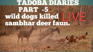 WILD DOGS(DOLE) KILLED SAMBHAR DEERS  FAUN LIVE.#tadobanationalpark pls like subscribe and share👍