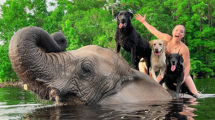 TAKING AN ELEPHANT FOR A SWIM IN THE RIVER