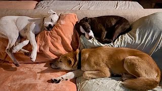 Dogs, Cats and a Dingo Sleeping Together