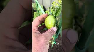 Week 22 Rogue Tomato Update 🍅 Early Frost Damage? Green Tomatoes Ripened Indoors!