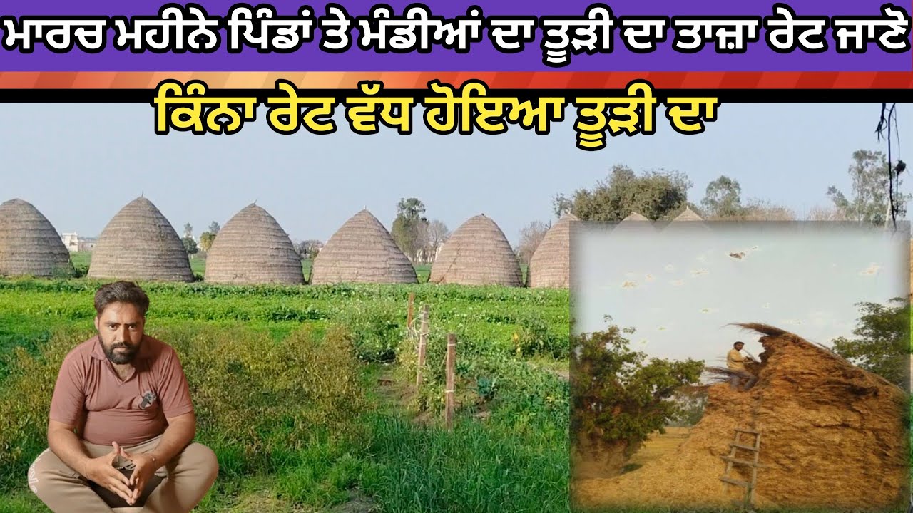 Tudi price today tudi da rate in punjab today 2024