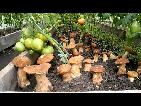Как вырастить много белых грибов на своем участке (результат)