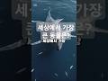 세상에서 제일 큰 동물은?