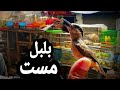 Afghan Nightangle Bird Singing Bulbul In Kabul City Tame Bulbul بلبل مست رام خوش اواز بلبل تغرید 