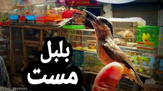 Afghan Nightangle Bird Singing Bulbul In Kabul City Tame Bulbul بلبل مست رام خوش اواز | بلبل تغرید