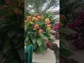 Boat Tour of Epcot Greenhouses!