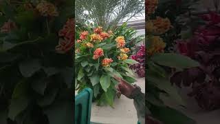 Boat Tour of Epcot Greenhouses!