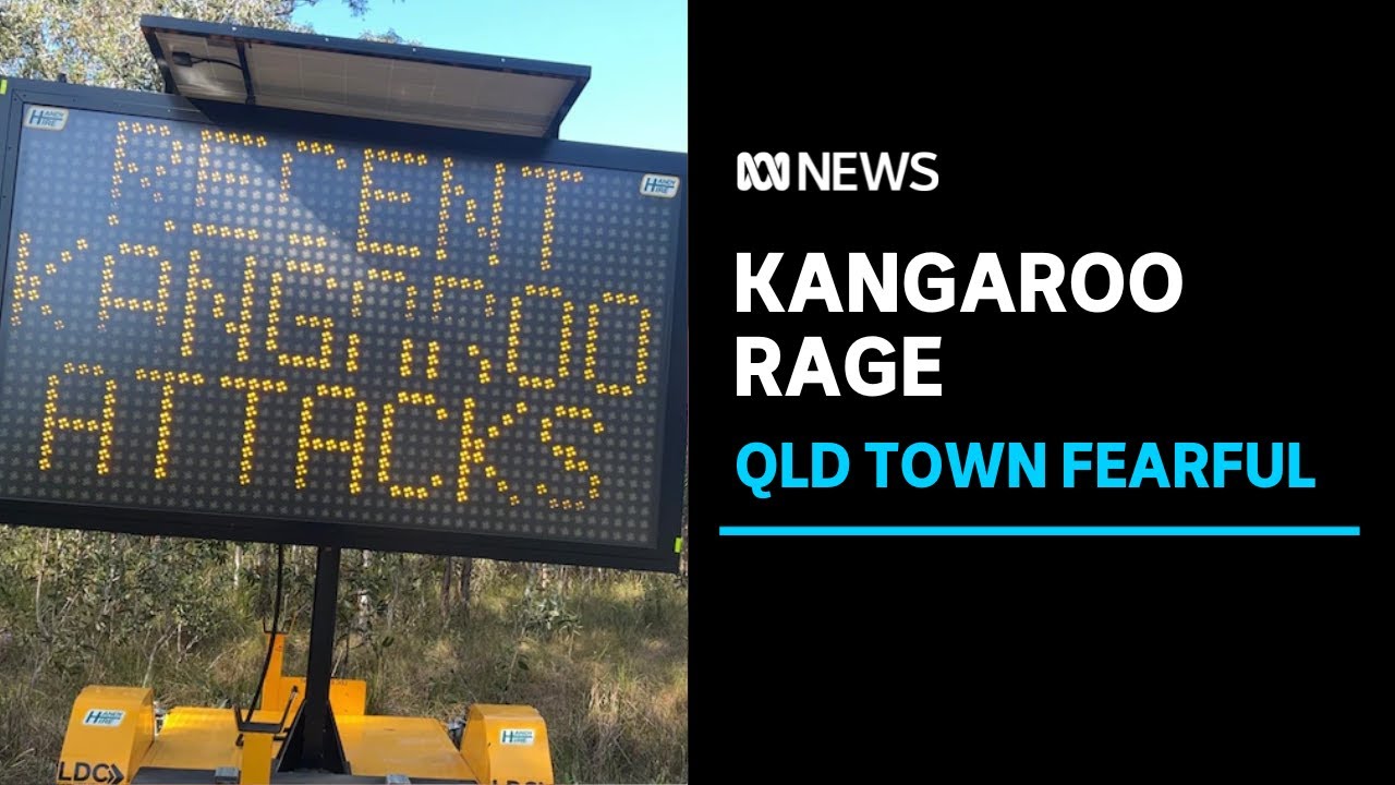 Kangaroo attacks leave Queensland coast town residents scared to leave home | ABC News