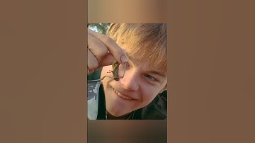 The boy put a grasshopper in mailbox #shorts #shortvideo #short