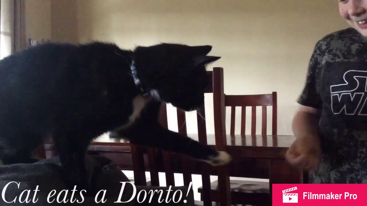 Cat eats dorito! YouTube