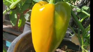 Why  Bell pepper changing color from green to yellow. @ Wide Open Transit Farm 