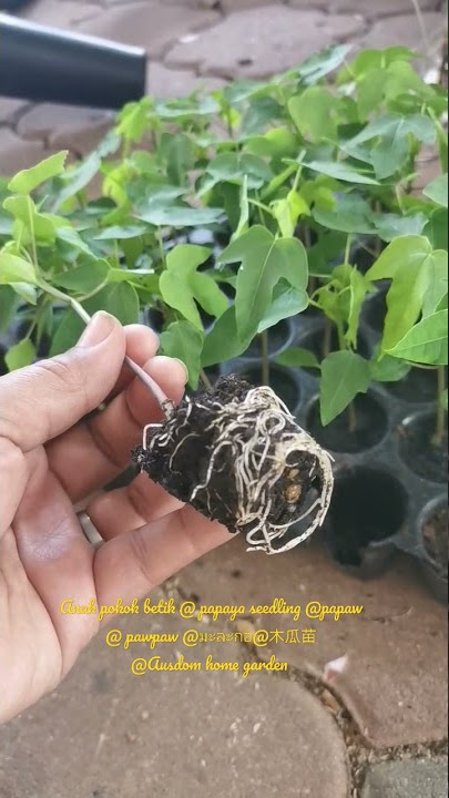 Anak pokok betik @ papaya seedling @papaw @ pawpaw @มะละกอ​@木瓜苗@Ausdom home garden