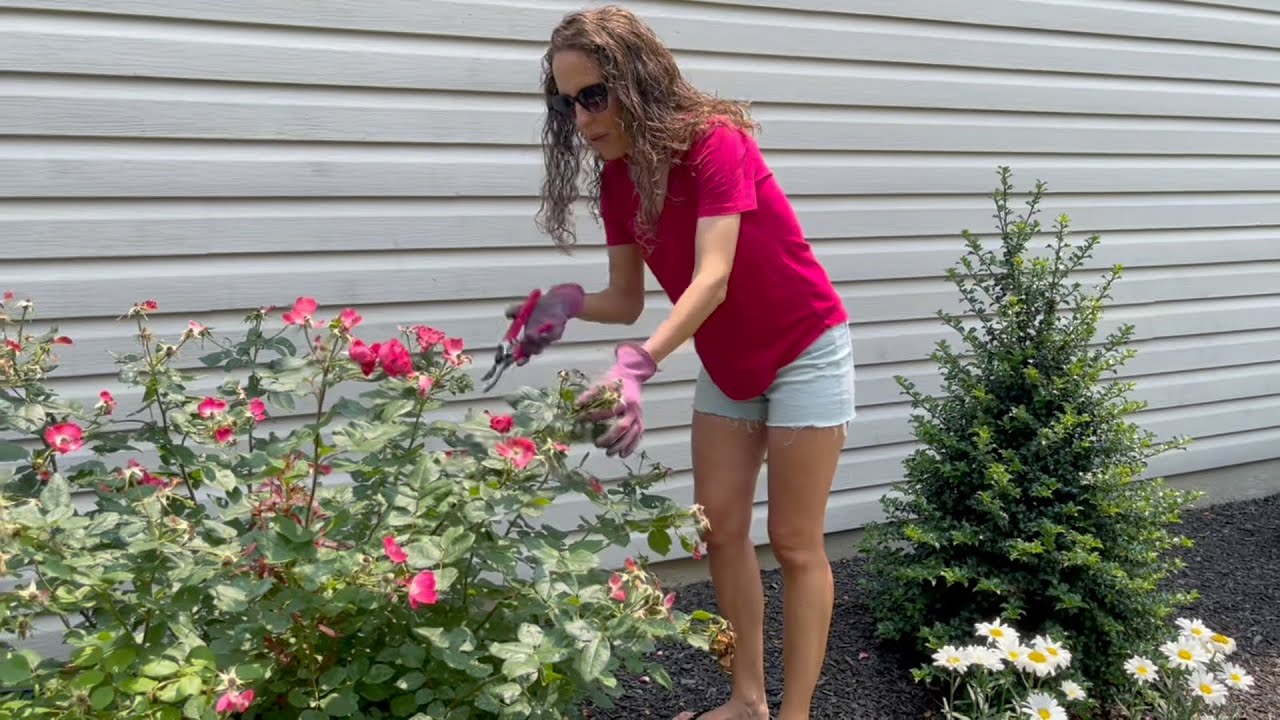 Trimming Rose Bushes and Managing Spotted Lantern Fly 🤪🌹