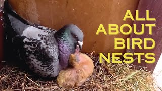 Nest Building, Chick Care