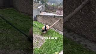 #panda nearly escapes Enclosure! #pandas #giantpanda #wolong #funnyanimalsvideos @nathab