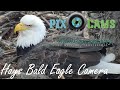Pittsburgh Hays Bald Eagle Camera Live Stream - 3 EAGLETS!