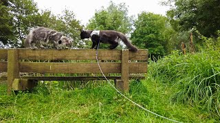 Maine Coon Cats messing around at the canal by Adventures of Luna and Marley 514 views 1 year ago 5 minutes, 1 second